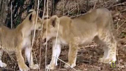Animal Planet | Discovery Channel | Wild Life Animals Documentary 2015 | National Geographic HD