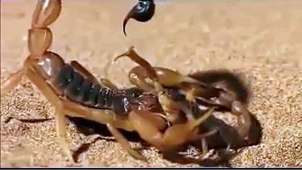 SCORPION VS. SCORPION Discovery/Animals/Nature