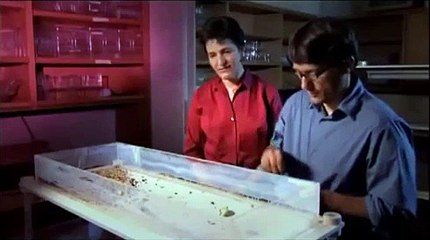 Amazing World Animal Communication Discovery Documentary HD 2014