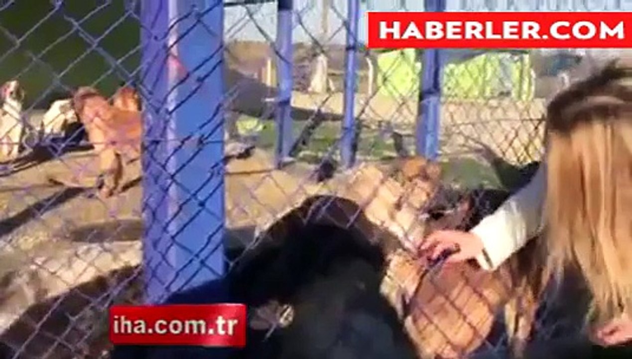Gelibolu Hayvan Barınağı Rezaleti