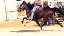Guns and Roses Speed Racking Mare 2014 Video