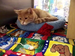 BUTCH is a pale orange cat he is getting used to the shelter***ADOPTED***