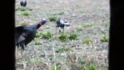 Recurve Bow Turkey Hunting in Nebraska