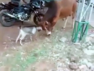 The goat proved that size does not matter