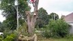Tree Removal Service Oakville, St Catharines, Fort Erie, Ridgeway, Ontario