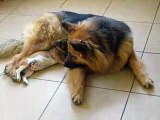 vicious dog fight, german shepherd v miniture jack russells, (warning very graphic)