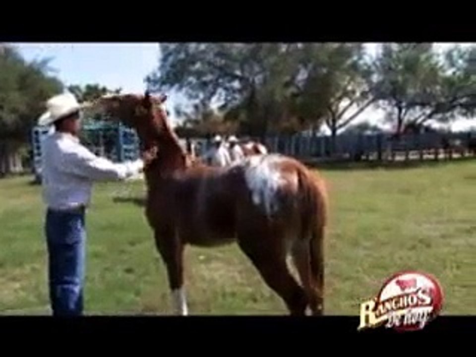 RANCHO CALAVERA, PANUCO VERACRUZ 2