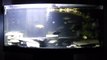 Red Ear Slider Turtle - Cichlid Fish Tank - 72 Gallon Bow-Front Aquarium [UPDATE 01-2010]