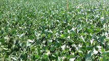 Cover Crops and Soybeans -Two consecutive year's cover crops show impressive difference in soybeans