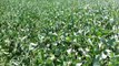 Cover Crops and Soybeans -Two consecutive year's cover crops show impressive difference in soybeans