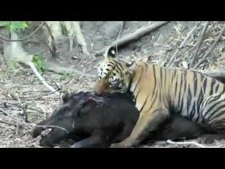 Tiger Attacks Boar and Then Eats it Alive | Wild View