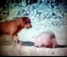 American Badger Fights Domestic Dog