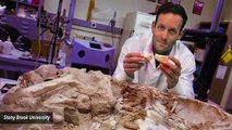 Study Points To Possible Warm-Blooded Nature Of Dinosaurs