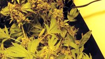 SuperCloset Deluxe Grow Box Stealth Grow Hydroponics Weed 420 Medicinal Marijuana