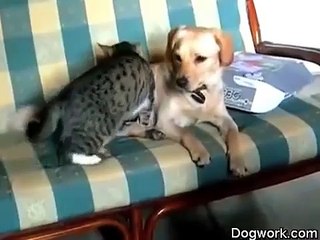 Dogs and cats licking and loving each other