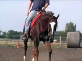 Zippos Old Gold  gelding