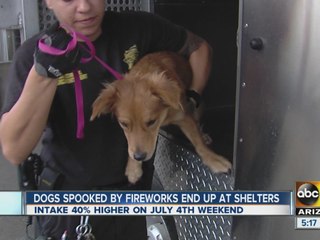 Dogs spooked by fireworks often end up at shelters