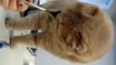 Kawaii Cute! Scottish Fold cat licks a spoon and himself.