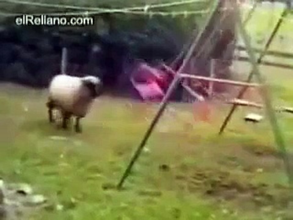 Cabra Loca Vs Columpio