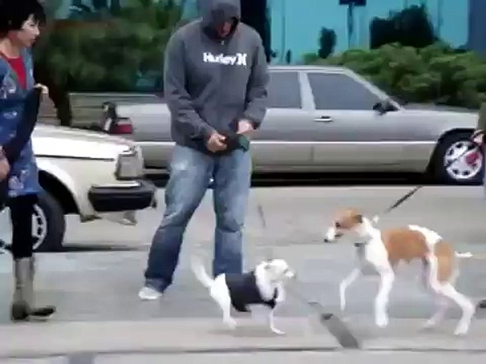 Diferencia entre la Sarna y Alergias en Perros y Gatos