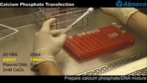 Calcium Phosphate Transfection