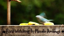 Observação de pássaros, silvestres, em alimentação, na Natureza das Cidades, (6)