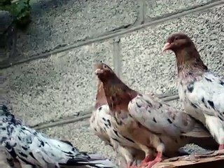 Мраморные бакинские голуби Ст.Отрадная