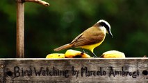 Observação de pássaros, silvestres, em alimentação, na Natureza das Cidades, (7)