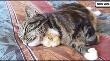 Funny Animal Cats Adopting Baby Birds Compilation - Cats 2015