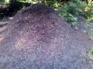 Największe mrowisko świata