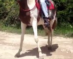 Mis trabajos de alta escuela en estos caballos. Rudy de León Guatemala (el progreso jutiapa)