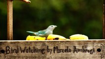 Observação de pássaros, silvestres, em alimentação, na Natureza das Cidades, (13)