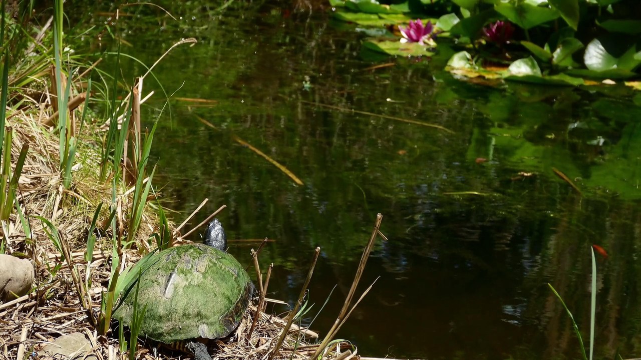 The Lotus Pond (Again)