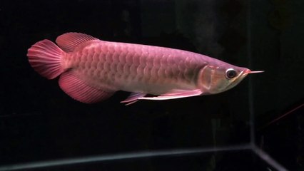 Cá Rồng Huyết Long Huy Thảo Yuki size 26cm 6510