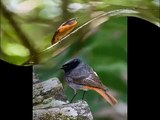 Голоса птиц - Горихвостка (Phoenicurus phoenicurus)