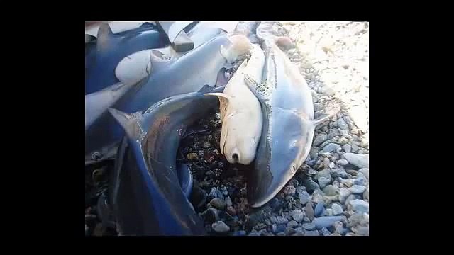 Encontrada maior cobra do mundo 16,50 metros