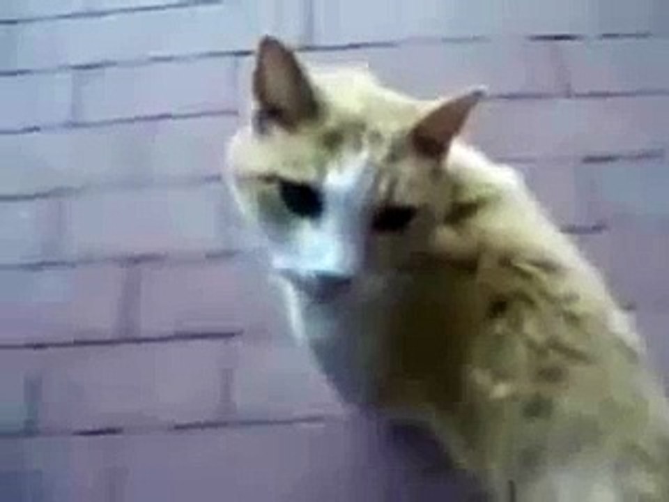 gato asombrado