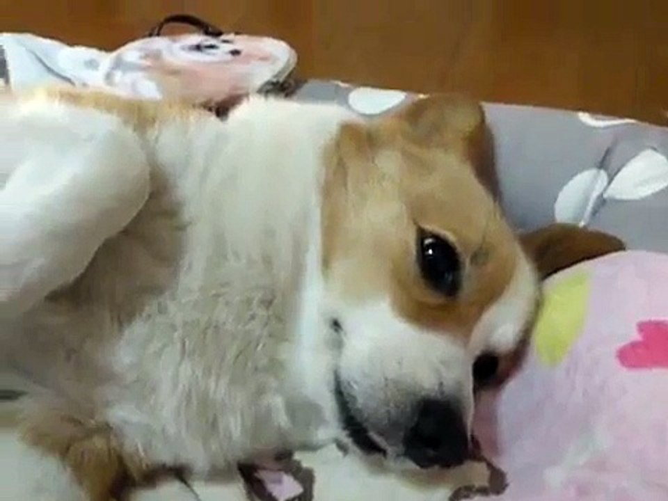 柯基犬肥屁的夏日起床法(Welsh Corgi Febby's wake-up on hot mornings)