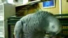 Loro Yaco Hablando (www.MascotasAlfalfa.com)