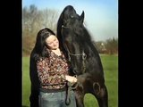A Memorial Tribute to KFPS Approved Friesian Stallion Harmen 424 Sport ♥