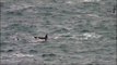 Killer Whales hunting in the Faroe Islands!
