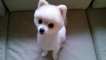 カットしたら何犬か分からなくなったポメこうちゃん Him who became another dog