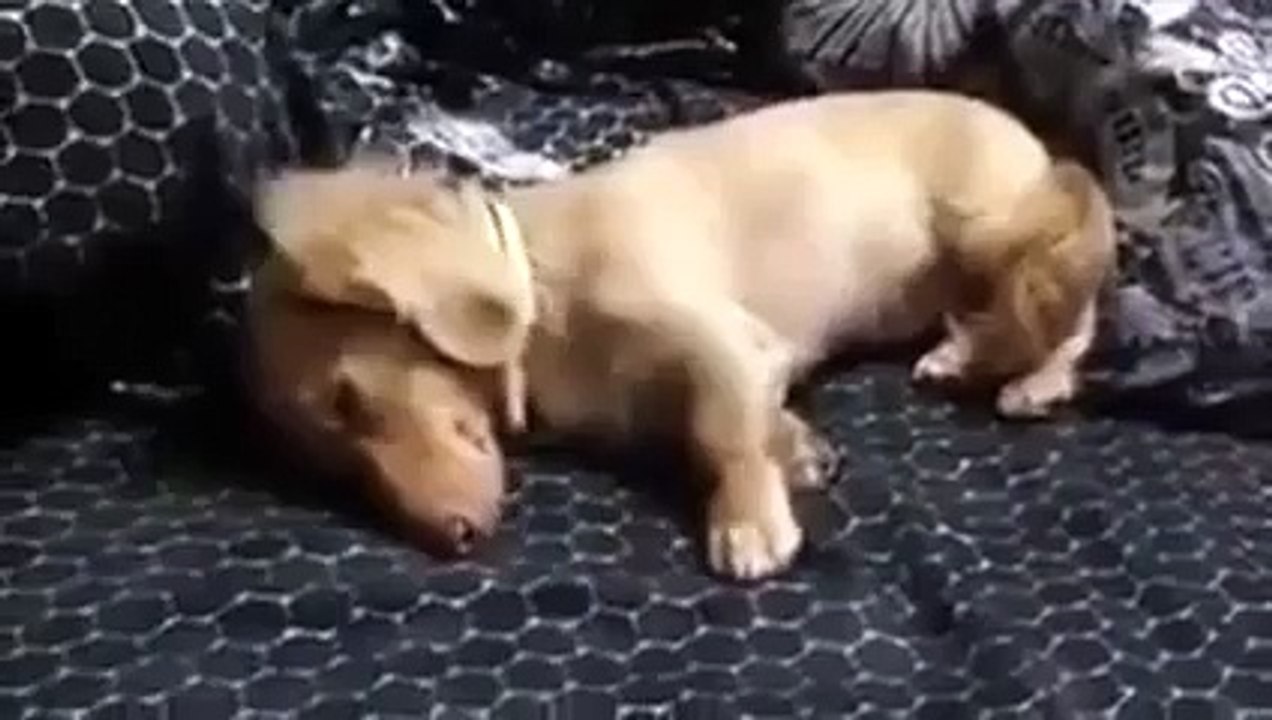 Funniest sleeping
