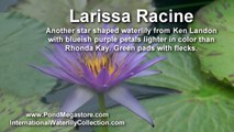 Waterlily Larissa Racine, pond plants, water garden flowers