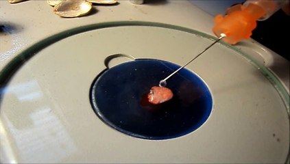 Blood Reacting with 35% Hydrogen Peroxide (Under Microscope)