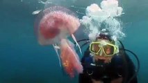 Face à face avec les Méduses / Face to face with Jellyfish