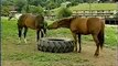 Ground Handling Horses: Introduction and Horse Senses