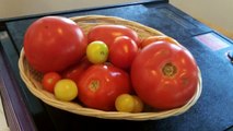 Tomato Harvest. Blanching & Freezing Tomatoes, Dehydrating & putting up Tomatoes.MP4