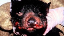 Host-tumour interplay in Tasmanian Devils with Devil Facial Tumour Disease