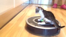 Kittens riding iRobot Roomba - Vacuum Cleaning Robot.